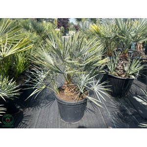 Palmička nízka (Chamaerops Humilis) ´CERIFERA´ (-17°C) výška kmeňa: 20-30 cm, celková výška 50-80 cm, kont. C55L - 2 až 4 PALMY V JEDNOM KVETINÁČI